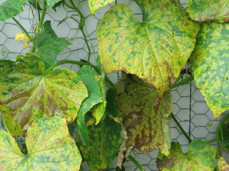 Почему желтеют листья у огурцов в теплице: основные причины, чем подкормить