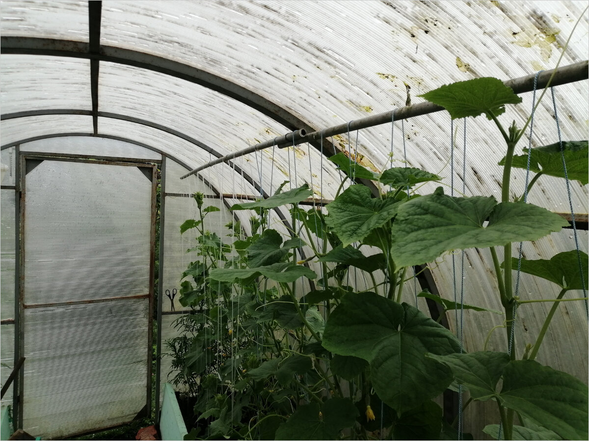 Кусты рассады огурцов в теплице выросли под два метра.
