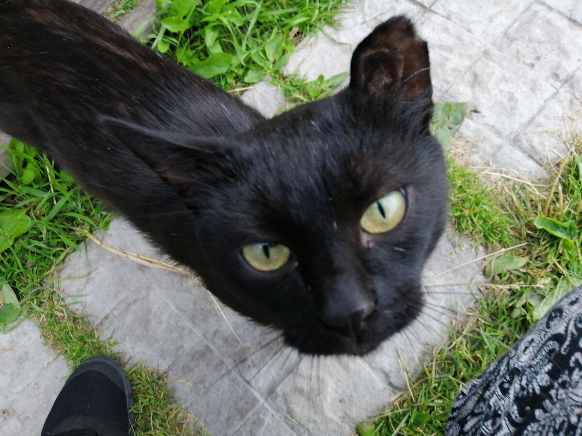 Мистер Полночь (фото автора) 