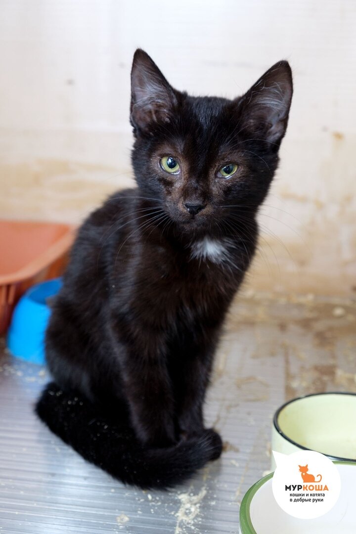 котята в егорьевске бесплатно. котята в добрые руки люберцы бесплатно. где взять котёнка бесплатно. котята в добрые руки химки. котята в добрые руки химки.