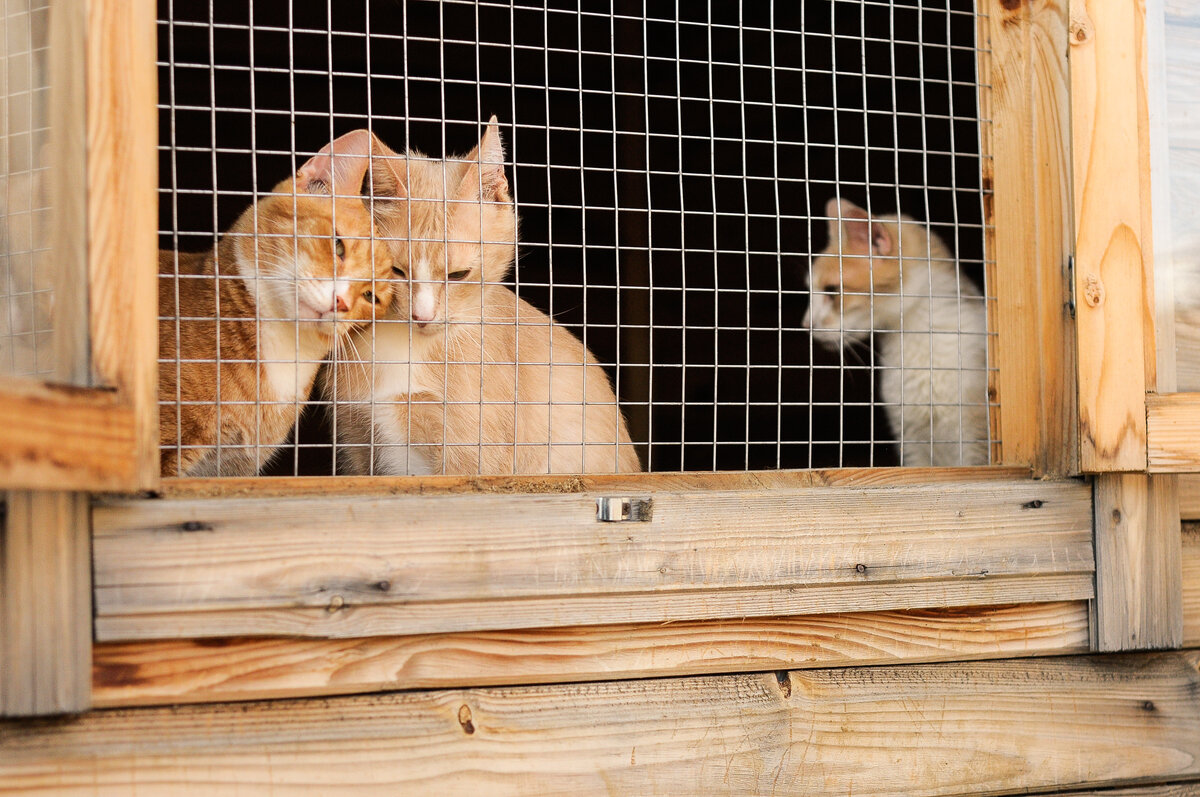 Благотворительный фонд помощи бездомным животным Добро Вместе.