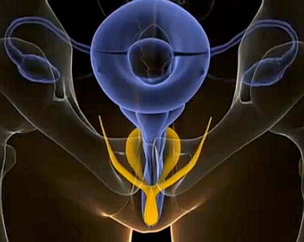 Желтым цветом показано расположение клитора в женском тазу. Вид сверху.