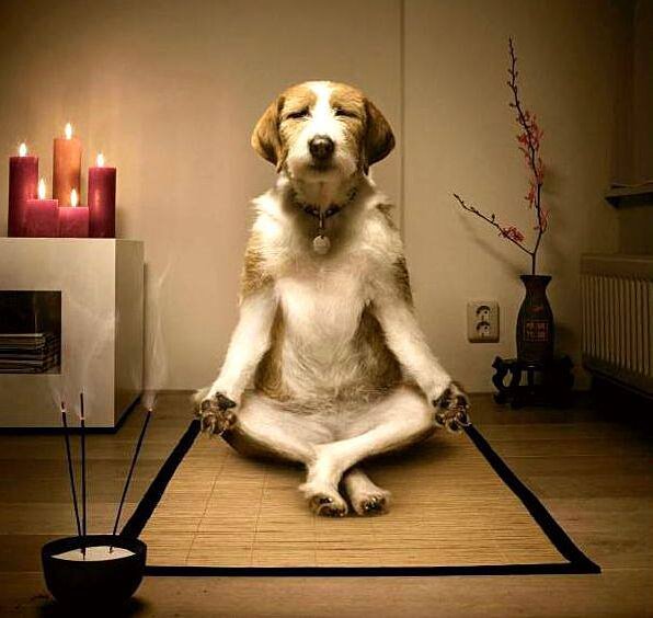 Из открытых источников. Интернет. Собака-Дзен.