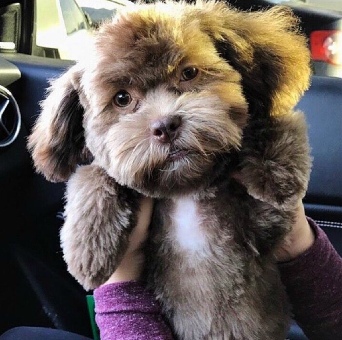 Ши тцу и пудель. Ши пу. Гибрид ши тцу и пуделя. Смесь ши тцу и пуделя. Метис ши тцу и йорка.