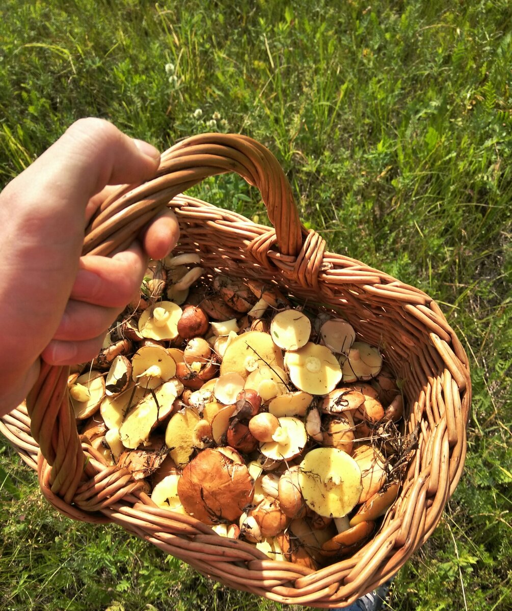 Это еще только маслята.