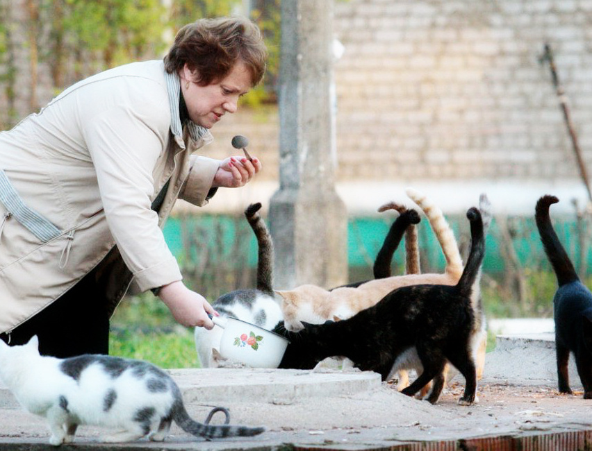 Кто-то утром подкармливает бездомных животных