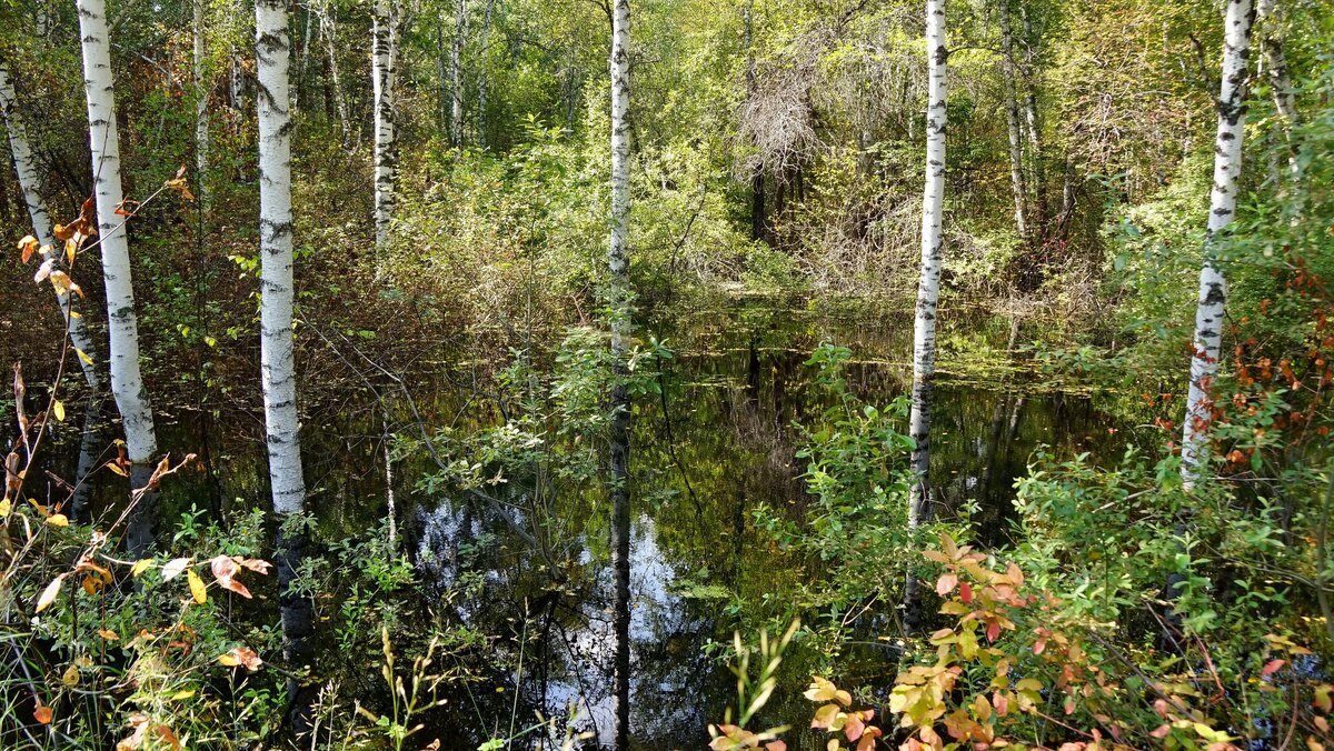 Разлившаяся по бору вода. Фото Элинор Пэйт