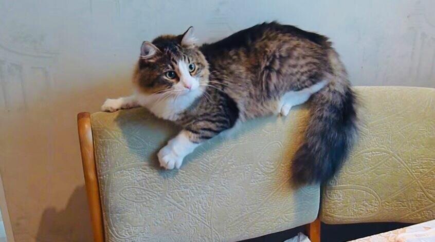 С моим Варфоломеем шутки плохи))).