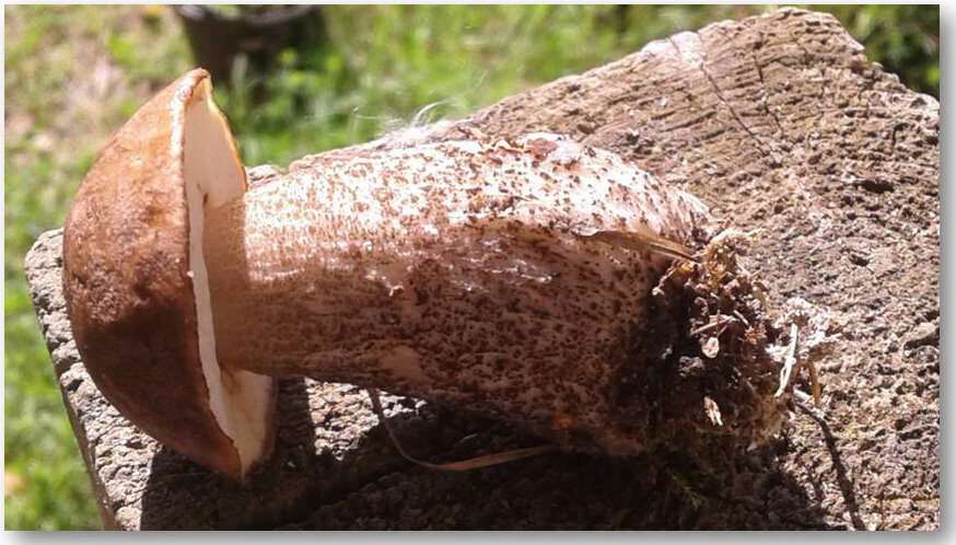 Молодой подберёзовик