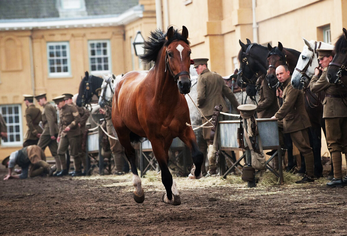Фильм "Боевой конь" 2011г.