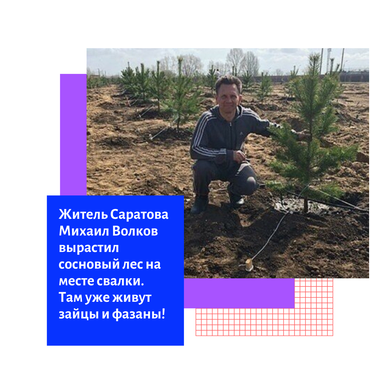 Идея посадить собственный лес 🌳 пришла Михаилу 7 лет назад. С местом долго не думал – выбрал бывшую свалку строительных отходов. С почвой там было не очень, бетон и песок, так что Михаил привозил сразу и саженцы, и плодородную землю для них. Благодаря хорошему уходу прижились 99% деревьев! Михаил ежедневно заботился о лесе: поливал, подкармливал удобрениями, опрыскивал, постригал и полол сорняки... И спустя пару лет в лесу появились птицы, мелкие животные, зайцы и даже фазаны, а после дождей под сосенками вырастают грибы 🍄 

#новостиуфы #башкирия #уфа #блокнот