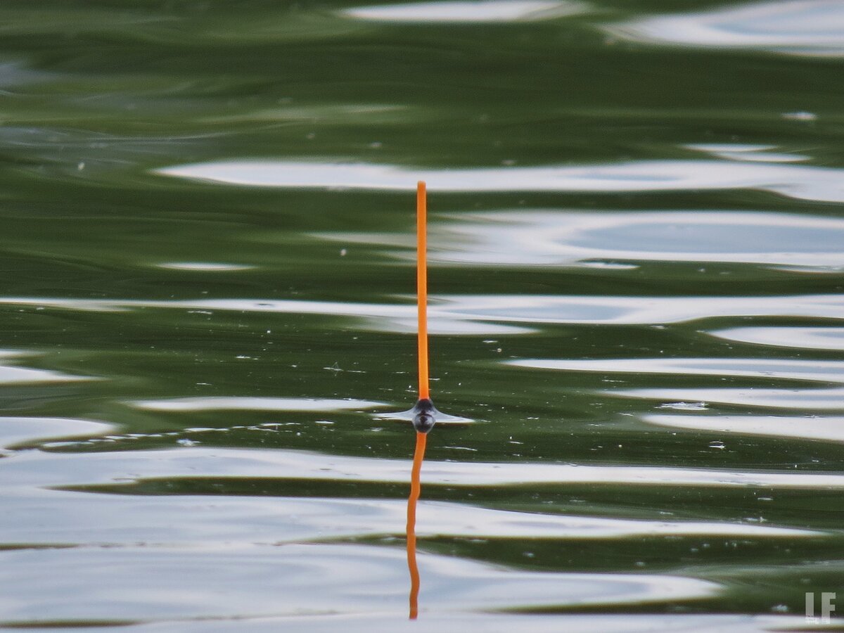 Поклевка на подъем