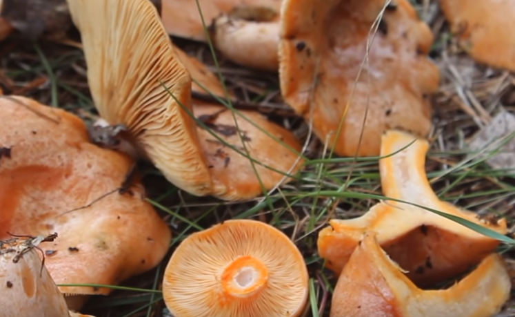 Маленькие грибочки. Едят ли грибы сырыми. Можно ли есть рыжики сырыми. Какие грибы нельзя есть. Шампиньоны сырые.