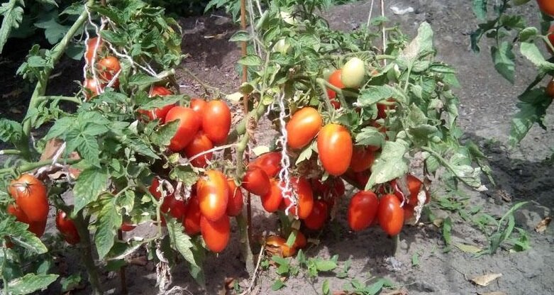 Сорт томата огородник фото и описание