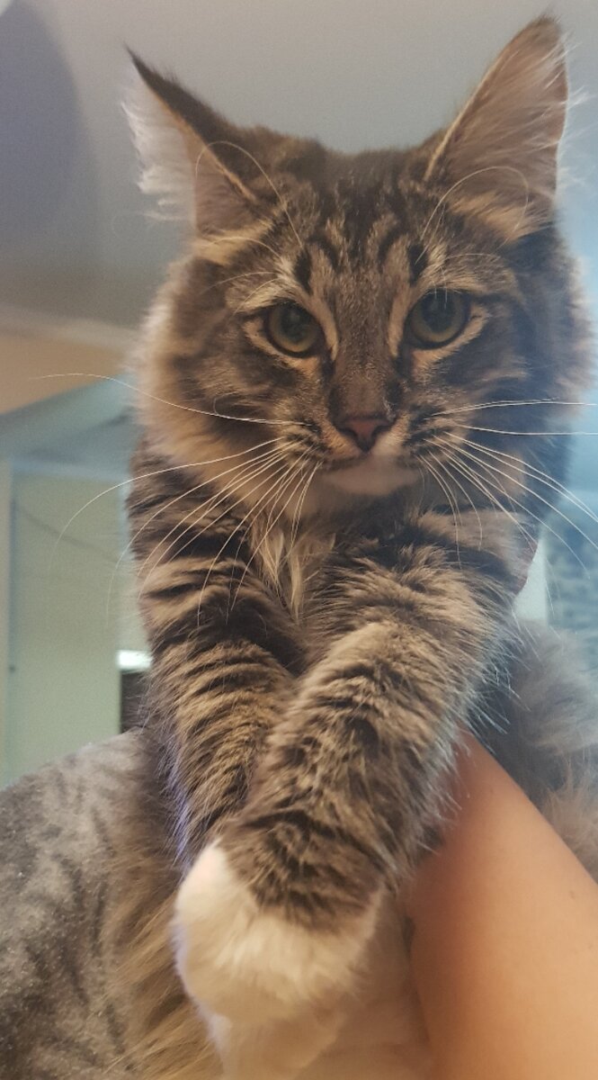 Дядя Федор. Забрала котенком из помойки.