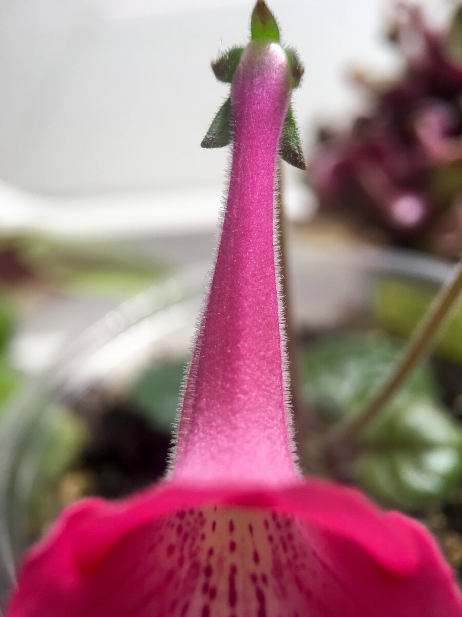 Цветок пушистый весь такой, да :)