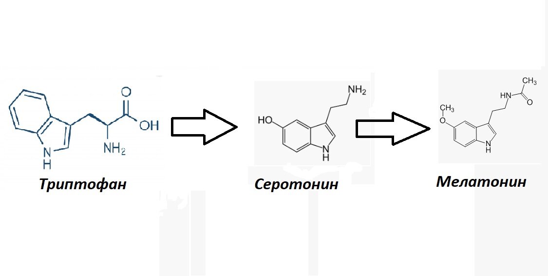 Серотонин гормон. Синтез серотонина из триптофана. Синтез серотонина и мелатонина. Триптофан Синтез мелатонина. Мелатонин гормон Синтез.