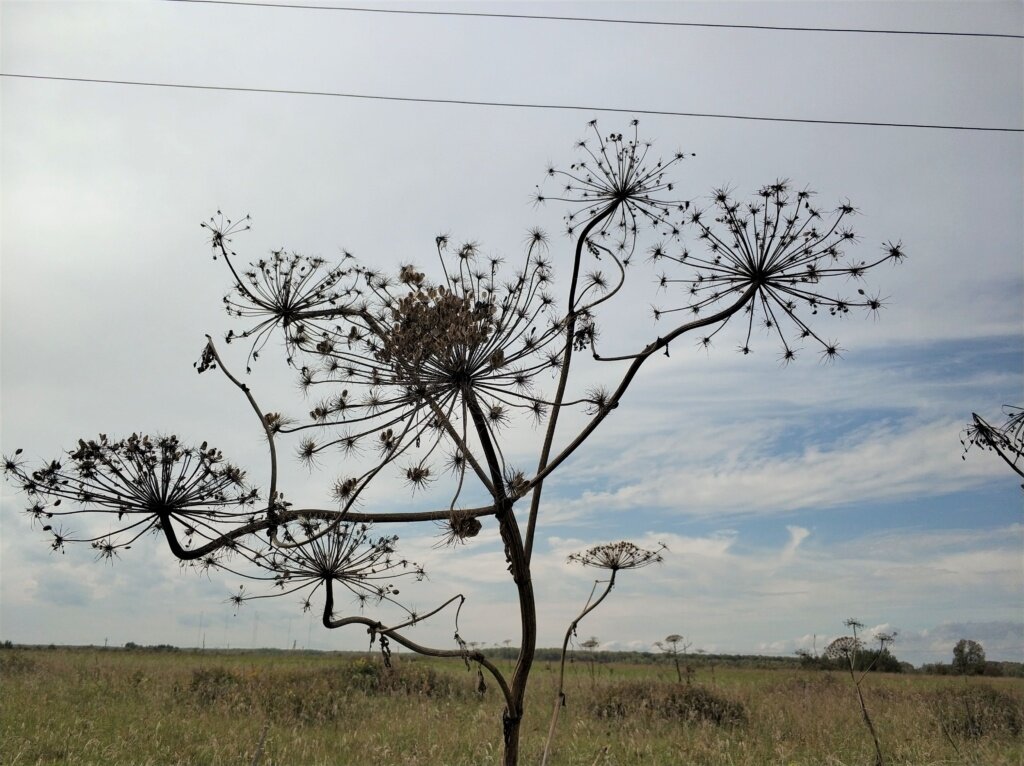 и борщевик, захватывающий их.