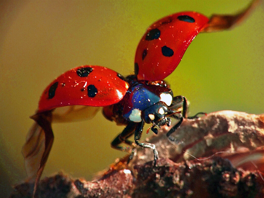 Божья коровка (взято с Яндекс Картинки)