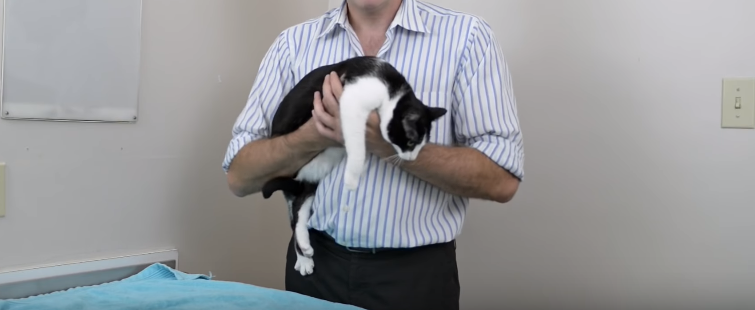 Скриношот с Youtube-канала  Helpful Vancouver Vet