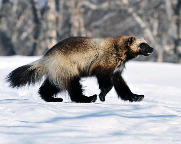 https://nature-animals.ru/rosomakhi/151-zhivotnoe-rosomakha.html