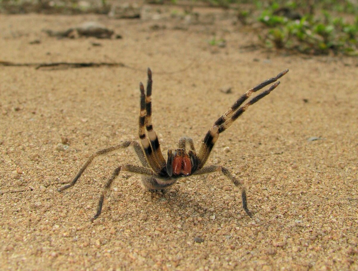 Бразильский странствующий паук перед атакой