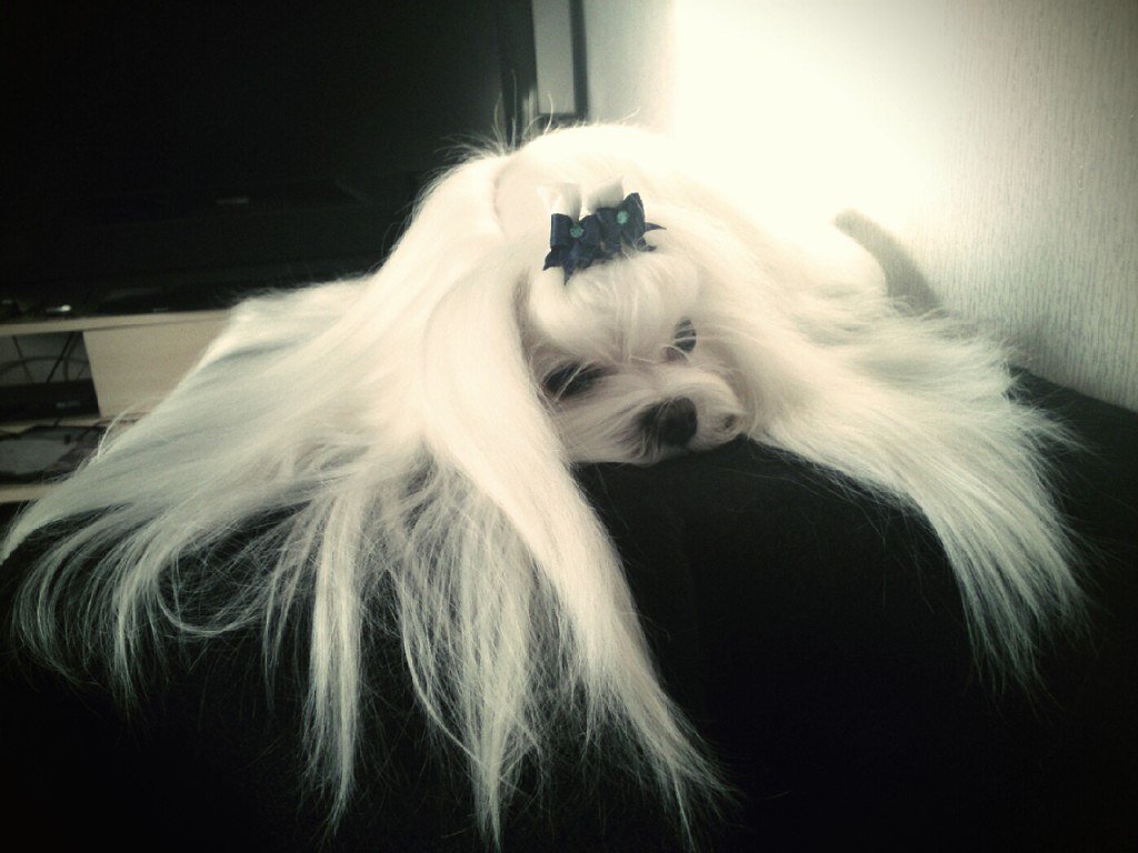 Шампуни, бальзамы, кондиционеры, пудры, масла, рисовая бумага, резинки, расчески.. А самое главное какую часть жизни отдает заводчик и его собака на то, чтобы собрать-разобрать папильотки, прочесать волосок  к волоску. для того, чтобы достойно выглядеть на выставках и получать титулы.