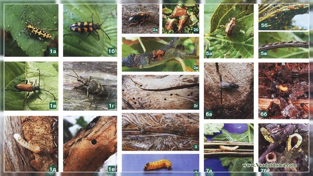 Все вредители сада – фото, названия, описания и меры борьбы