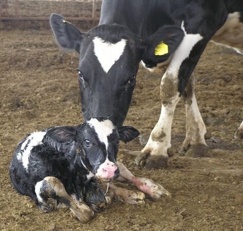 теленок и корова