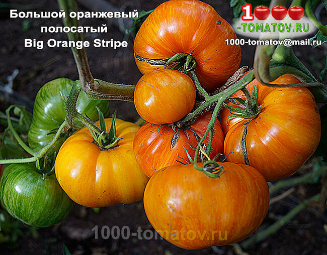 Томат Большой оранжевый полосатый фото 1