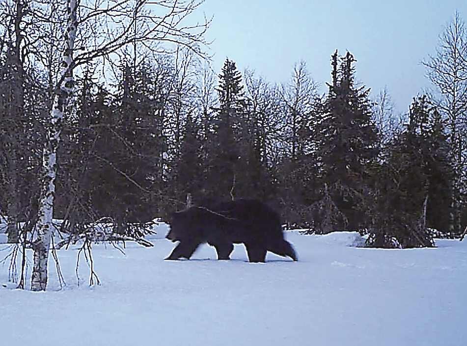 Бурые медведи на Северном Урале начинают выходить из берлог еще по глубокому насту