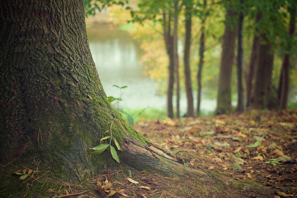 https://pixabay.com/photos/tree-trunk-forest-floor-trunk-roots-569275/