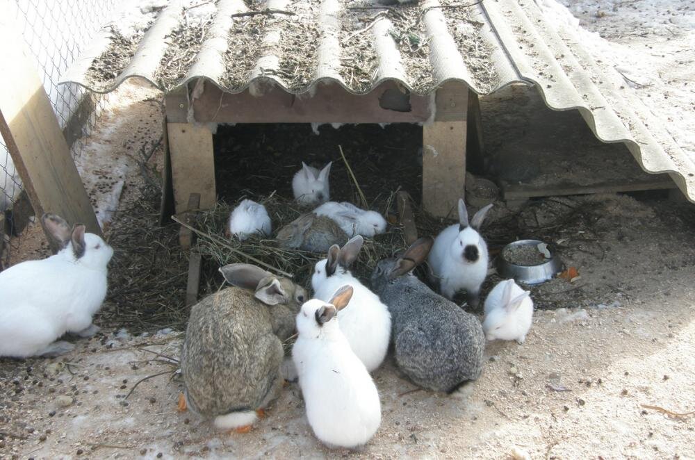 Вольер для кроликов