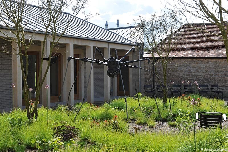 Сеслерия осенняя в матричной посадке