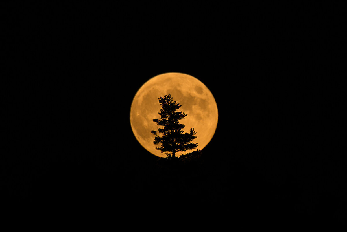 https://s1.1zoom.ru/big0/830/Trees_Moon_Silhouette_462928.jpg 