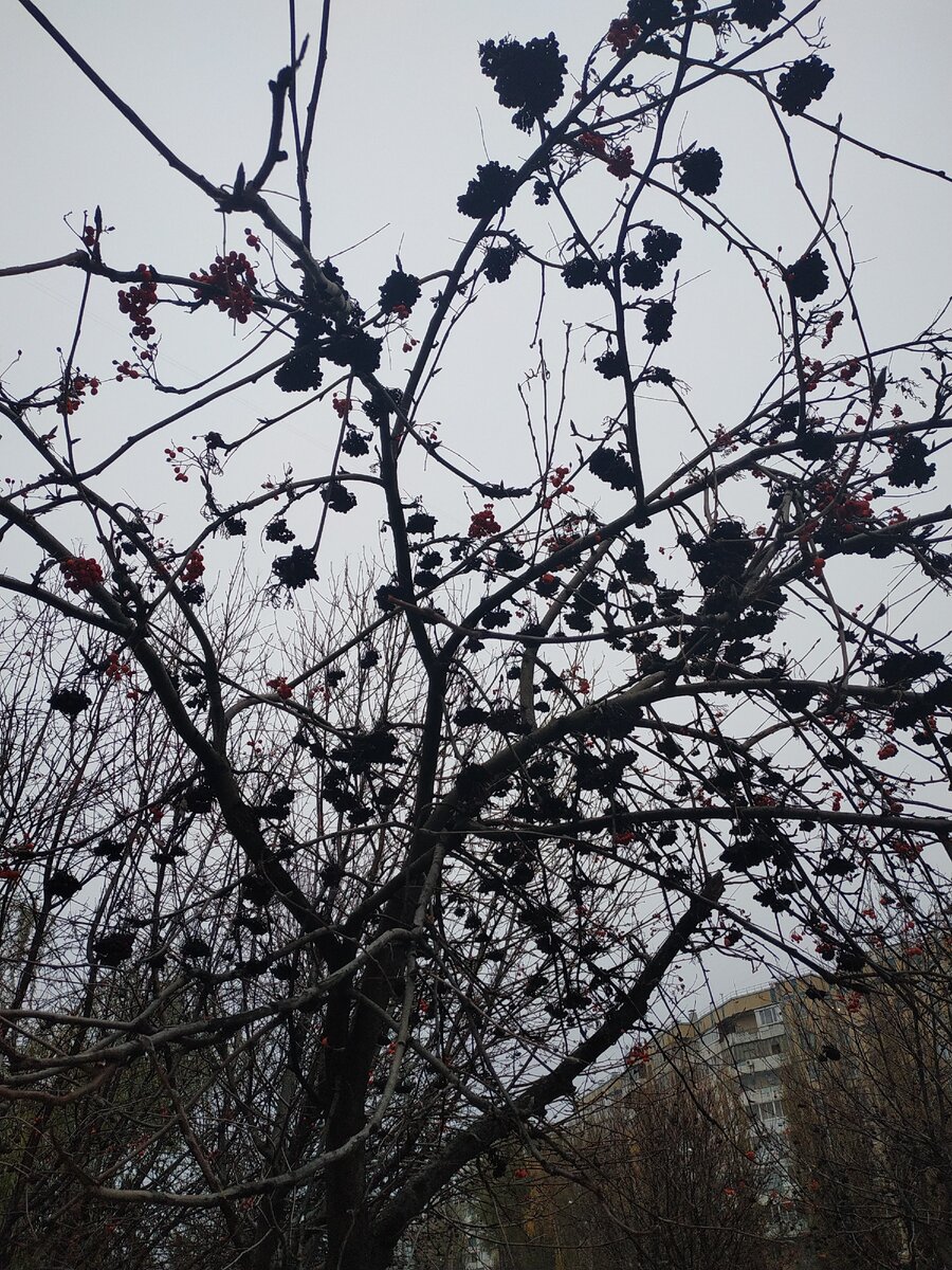 Причины чернения рябины на дереве