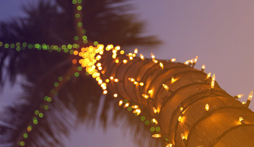 Фото из интернета, но у нас сейчас так же наряжена пальма около магазина