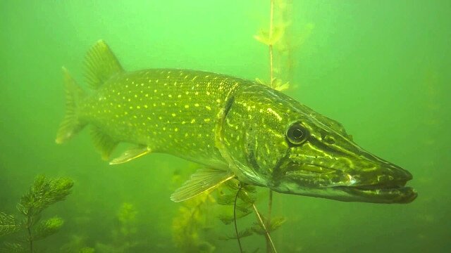 Очень долго пришлось бы объяснять, как и что видит щука в окружающем ее пространстве. Как она видит, как выбирает объект для атаки, как кушает его. Рассмотреть весь возможный спектр ситуаций невозможно. В данном исследовании (назовем это так) для нас важно только, что она видит и чего видеть не может. А также важно рассмотреть варианты наиболее выгодного положения и проводки приманки с точки зрения удобства для щуки ее атаковать. В разной литературе на этот счет писалось разное. И по-разному рассматривались вопросы, касающиеся атак щуки, но на моей памяти не было ни одной попытки (во всяком случае, думаю, что подобного рода публикацию я бы не пропустил) рассмотреть атаку щуки с точки зрения самой щуки. Пробел должен быть восполнен. 
Все нижеописанное не преследует цель дать окончательные решения по предмету исследования. Во-первых, щуки разных областей и водоемов, несмотря на принадлежность к одному виду, различаются, причем иногда достаточно сильно. Во-вторых, исследование носит заведомо «поверхностный» характер: мне кажется правильнее задать направление изысканий и систематизации, вместо того чтобы выложить готовые ответы. Опять же, чем больше мы знаем об объекте лова, тем тяжелее ему уходить от рыболовов. В этом смысле я всегда был и остаюсь на стороне рыбы.