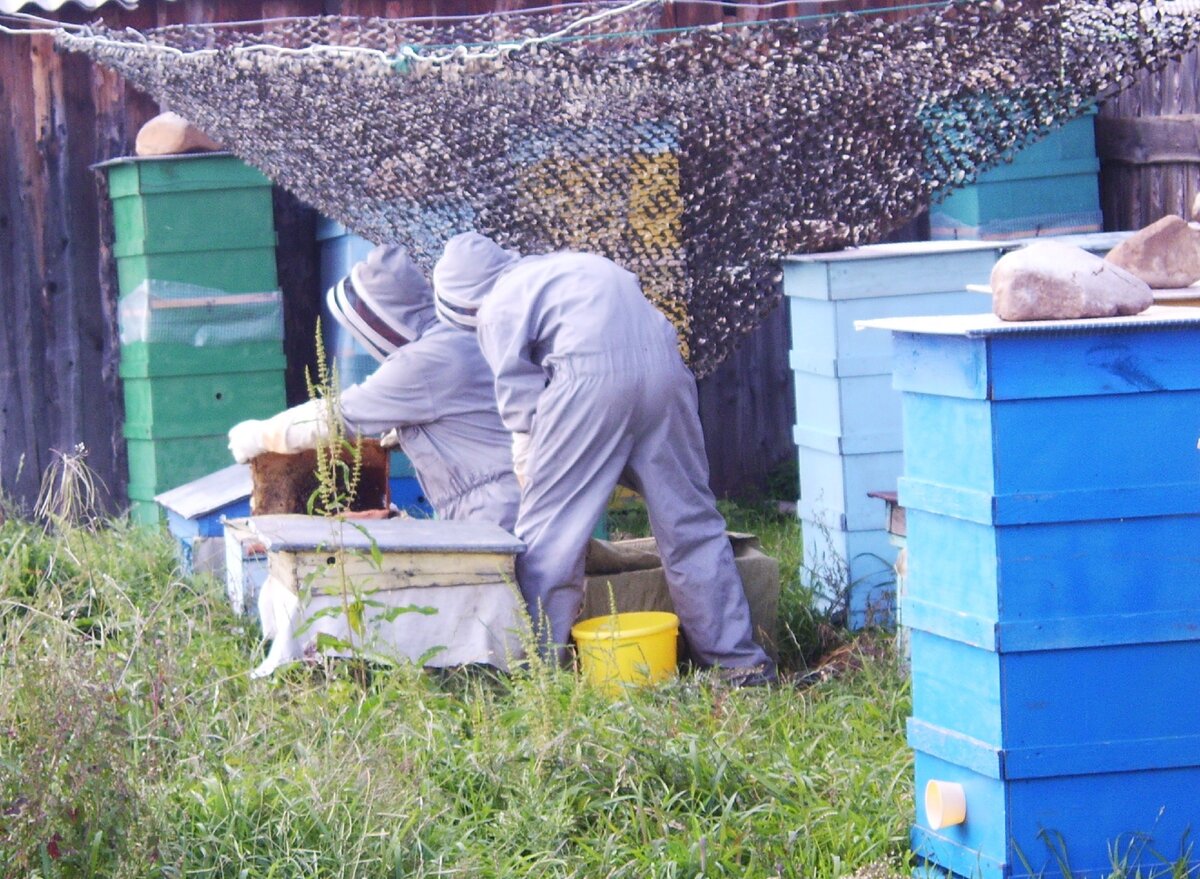 Начало моего пчеловодства в 2011 году. 