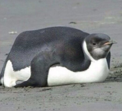 глупый пИнгвин робко прячет тело жирное в утесах...