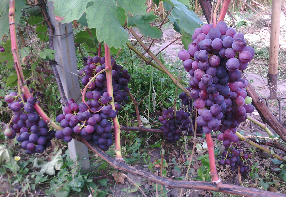 Виноград гибрид. Гибрид Шатилова виноград. Виноград гибрид Шатилова 2-72. Винный виноград Фестивальный сорт.