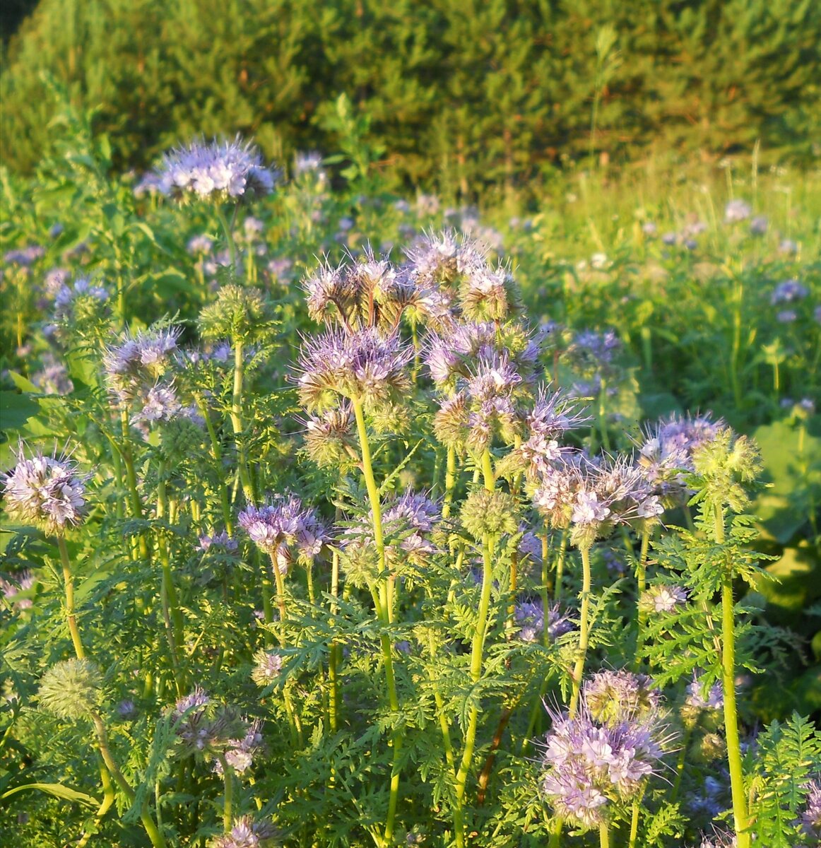 Фацелия скрученная. Здесь на поле, отдыхающем от картофеля. Фото из личного архива 