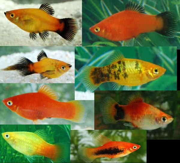 Разнообразные пецилии