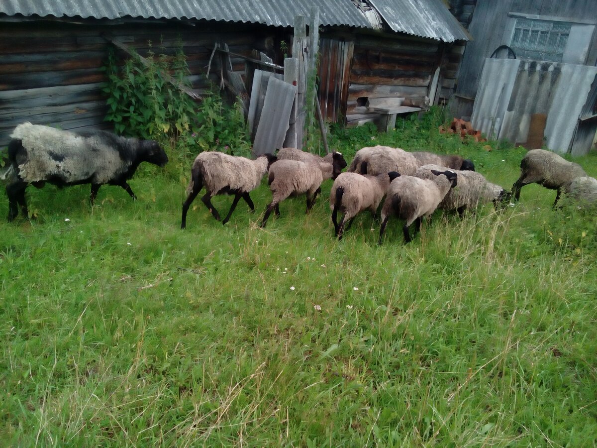 Прогулка по двору заброшенного дома