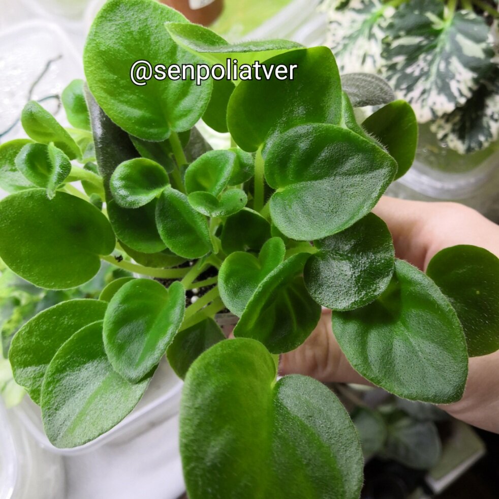 Детки, полученные в результате укоренения листового черенка