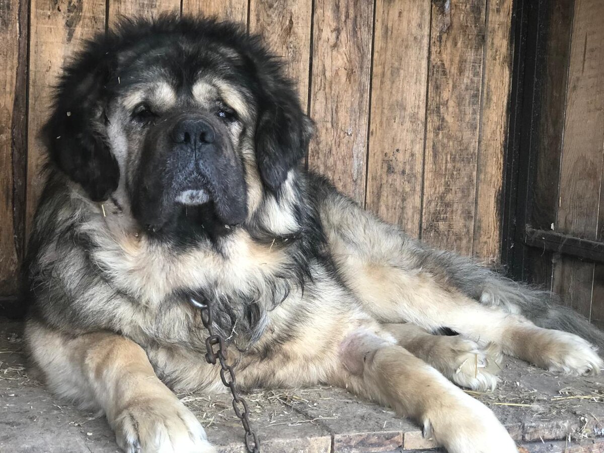 Брабус. Имя говорит само за себя😎