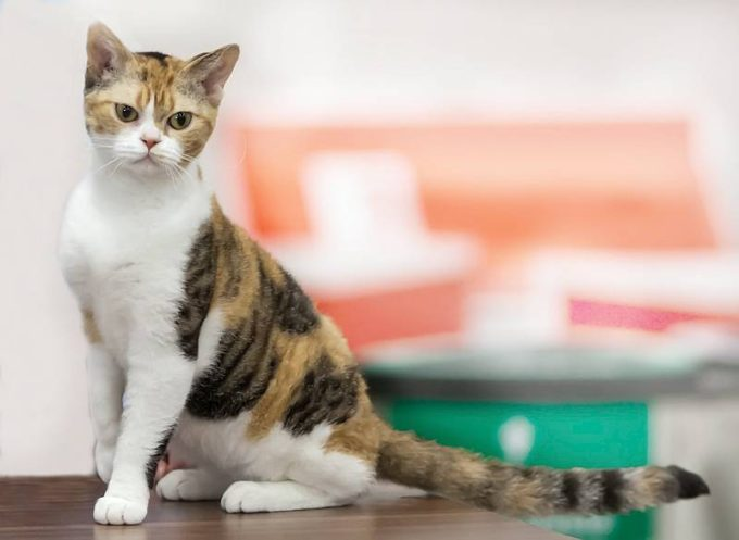 Американская жесткошёрстная кошка Американская жесткошерстная кошка