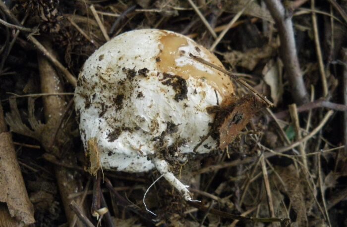 Так должен выглядеть гриб веселка для приготовления настойки — без ножки