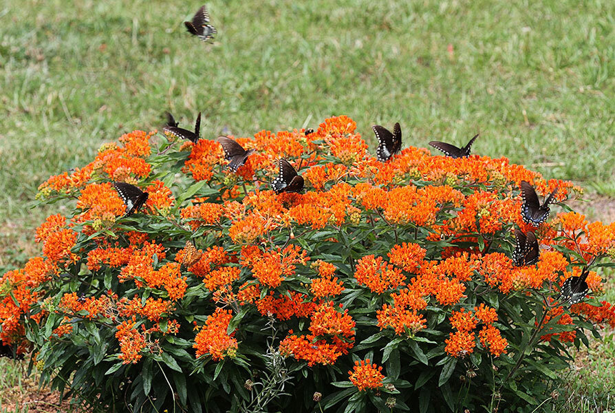 Ваточник (42 фото): посадка и уход, описание цветка. Разновидности растения: мясо-красный, инкарнатный, туберозовый и другие