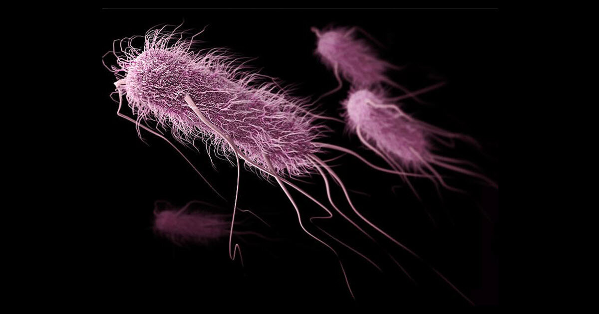 бактерии  вида enterobacter cloacae